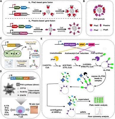 A Polyhydroxyalkanoates-Based Carrier Platform of Bioactive Substances for Therapeutic Applications